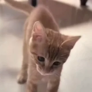 🤩