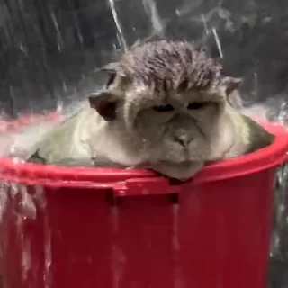 🙉