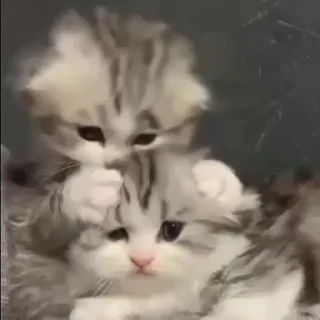 🌟