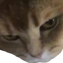 😾