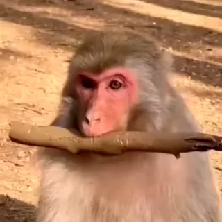 🙉