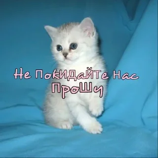 🥺