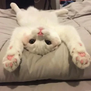 😺
