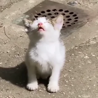🐈‍⬛