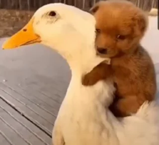 🐶