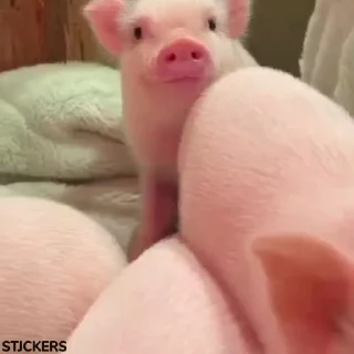 🐷