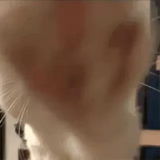 🗯
