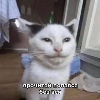 😼