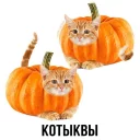 🐱