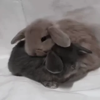 🐇