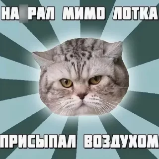 😼