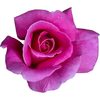 🌹