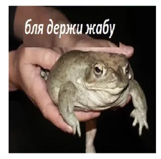 🐸