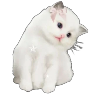🐱