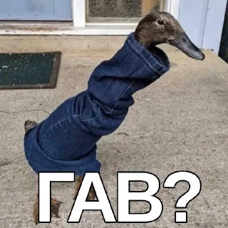 🐶