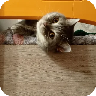 🐱