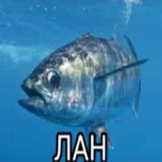 🐟