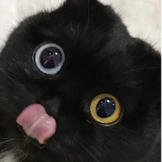 😺