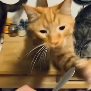 🐈