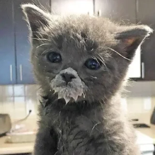 🐈‍⬛