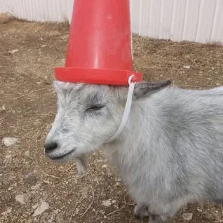 🐐