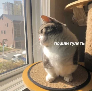 🌚