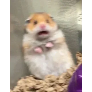 😳