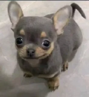 🌟