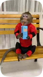 🐵