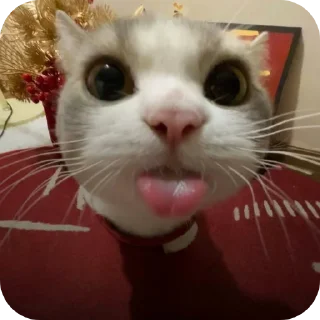 🐱