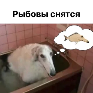 🐠