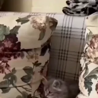 🐈