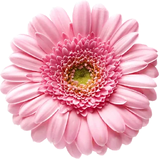 🌸