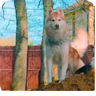 👍