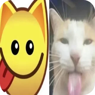 🐱