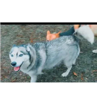 👍