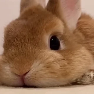 🤩