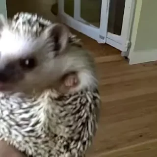🦔