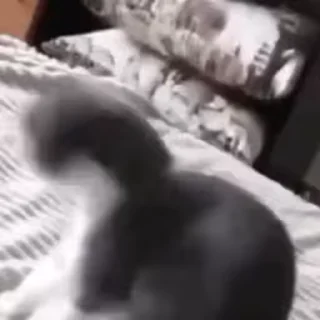 🤩