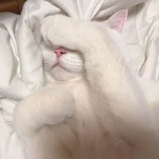 🐈