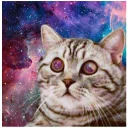 sceptical_cat