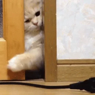 🐱