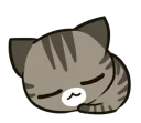 🐱
