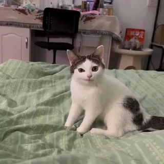 😼