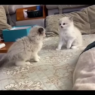 👊