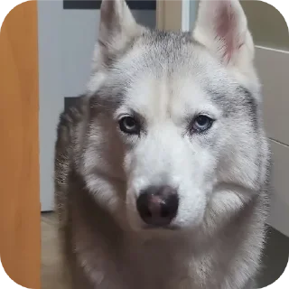 🐶