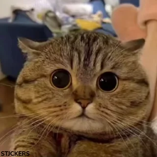 🥺