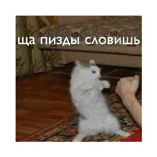 🥊