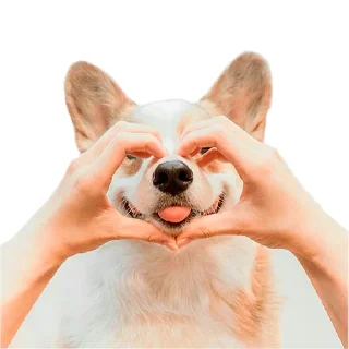 Corgis @stickersb2b
