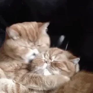 🐱